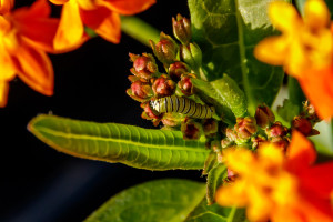 Monarch Caterpillar Trying to Eat a Milkweed Flower in Garden Street Academy Garden?