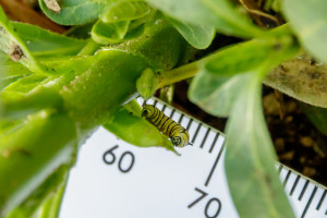 Monarch Caterpillar Facing Camera with View of Sensory Tentacles in Garden Street Academy Garden