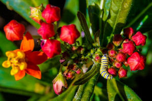 Monarch Caterpillar Eating Tropical Milkweed Flowers in Garden Street Academy Student Garden - Day 09