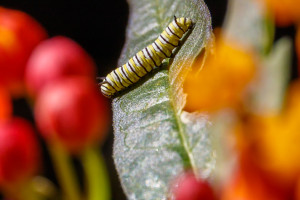 Monarch Caterpillar on Milkweed Leaf in Garden Street Academy Student Garden - Day 09