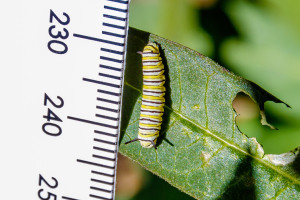 Monarch Caterpillar Next to Ruler in Garden Street Academy Student Garden - Day 09