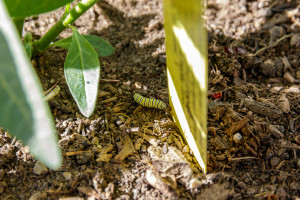 Monarch Caterpillar Crawling on Ground in Garden Street Academy Student Garden - Day 10