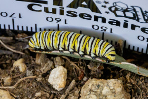 "Big Joe" Monarch Caterpillar Next to Ruler in Garden Street Academy Garden - Day 14