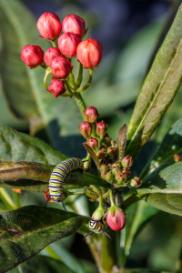 Monarch Caterpillars Eating Tropical Milkweed Flowers in Garden Street Academy Garden - Day 14