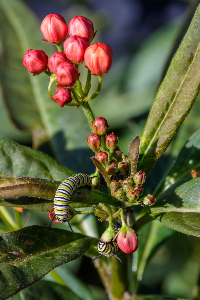 Monarch Caterpillars Eating Tropical Milkweed Flowers in Garden Street