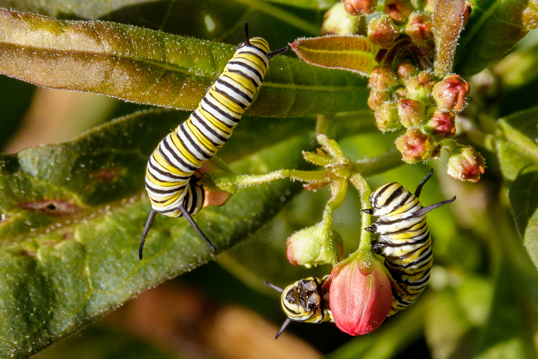 Monarch Caterpillar Munching Milkweed