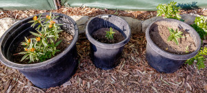 Milkweek Pots with Monarch Caterpillars in Garden Street Academy Garden