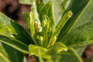 Monarch Caterpillars Sunning Themselves in Garden Street Academy Garden Milkweed