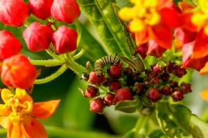 Four Monarch Caterpillars in Milkweed Flowers in Garden Street Academy Garden