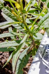 Monarch Caterpillar Next to Ruler in Garden Street Academy Garden - Day 17